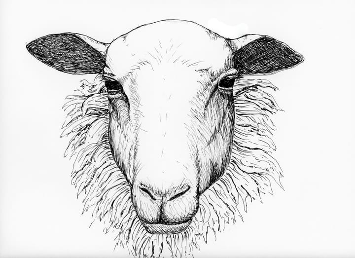 ink sketch of a sheep head. Wool around face.